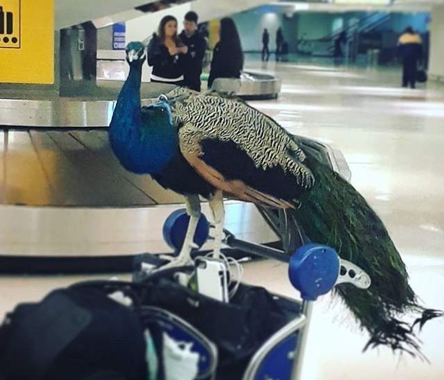 機場奇觀《孔雀被拒絕登機》萬一開屏要算幾個人的位子? 機場奇觀《孔雀被拒絕登機》萬一開屏要算幾個人的位子?