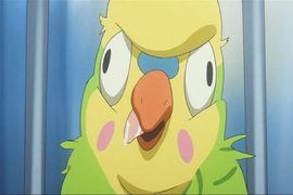 日本網友慘痛經驗《精油芳療害死寵物鸚鵡》遲來的教訓也喚不回愛鳥…… 日本網友慘痛經驗《精油芳療害死寵物鸚鵡》遲來的教訓也喚不回愛鳥……