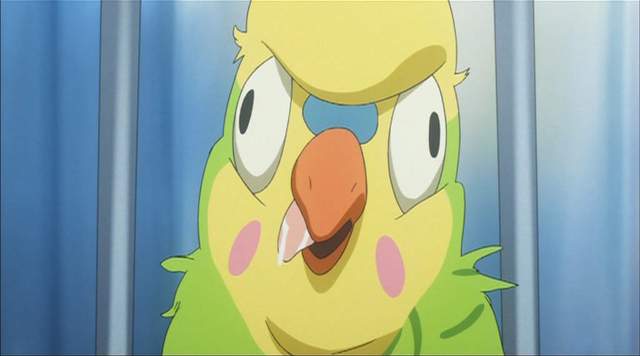 日本網友慘痛經驗《精油芳療害死寵物鸚鵡》遲來的教訓也喚不回愛鳥……