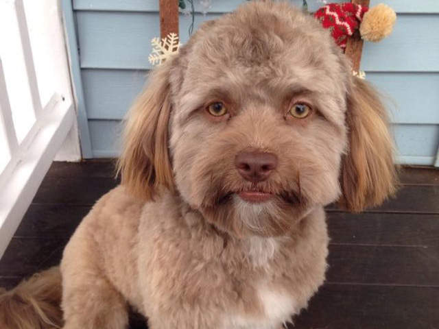 長得像人的狗《人面犬》感覺馬上就要開口說話了...不過怎麼會有網友希望牠去死啊（憤怒）