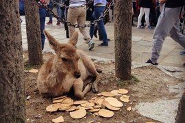 今年的日本黃金周《奈良小鹿吃飽飽》果然吃飽了就想睡了z...Z...z.. 今年的日本黃金周《奈良小鹿吃飽飽》果然吃飽了就想睡了z...Z...z..
