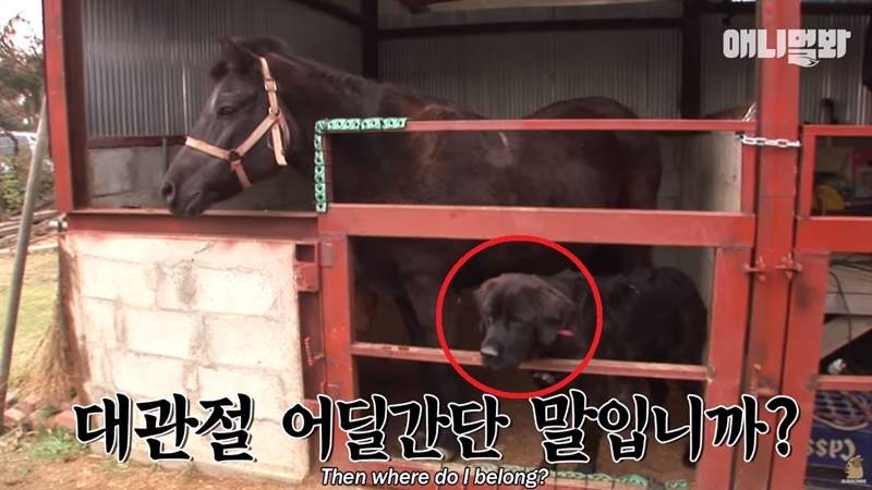 學馬吃草學馬奔跑《以為自己是馬的狗》嗯?人家不是狗是馬阿~ 學馬吃草學馬奔跑《以為自己是馬的狗》嗯?人家不是狗是馬阿~