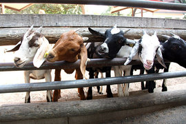 動物界惡作劇天王《羊咩咩頭被卡住了》牧場主人表示千萬不要被騙了 動物界惡作劇天王《羊咩咩頭被卡住了》牧場主人表示千萬不要被騙了
