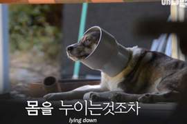 《卡在管子裡的狗》取下管子後發現另一個秘密讓眾人慶幸逃過一劫 《卡在管子裡的狗》取下管子後發現另一個秘密讓眾人慶幸逃過一劫