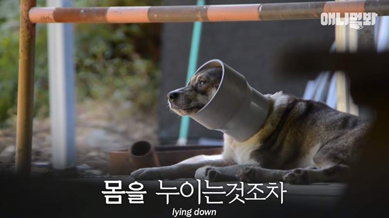 《卡在管子裡的狗》取下管子後發現另一個秘密讓眾人慶幸逃過一劫