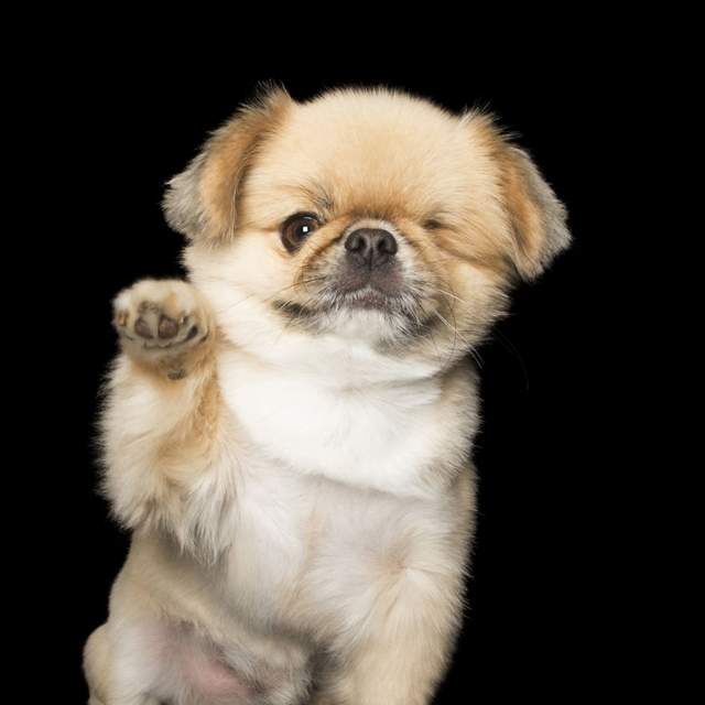 不完美才是完美《殘犬攝影集》牠們沒有不同只有一樣甜的笑容♥