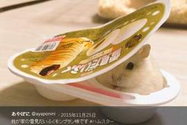 《寵物鼠的懶懶模式》可愛倉鼠姿勢新發現❤❤❤ 《寵物鼠的懶懶模式》可愛倉鼠姿勢新發現❤❤❤