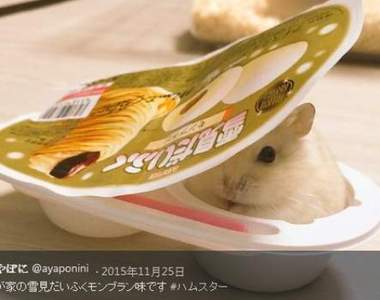 《寵物鼠的懶懶模式》可愛倉鼠姿勢新發現❤❤❤ 《寵物鼠的懶懶模式》可愛倉鼠姿勢新發現❤❤❤