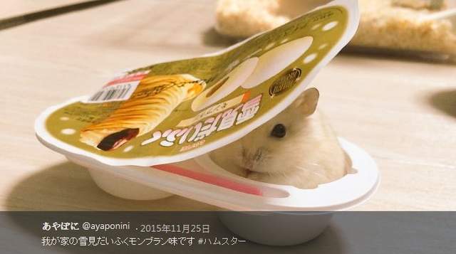 《寵物鼠的懶懶模式》可愛倉鼠姿勢新發現❤❤❤ 《寵物鼠的懶懶模式》可愛倉鼠姿勢新發現❤❤❤