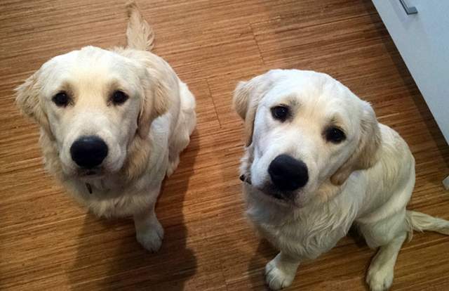 史上最可愛的罪犯《幫嬰兒脫逃的狗》只要有零食要我做什麼都行啦～