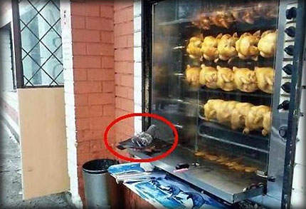 《萌萌系動物好笑動圖》KUSO人生的一瞬之光系列