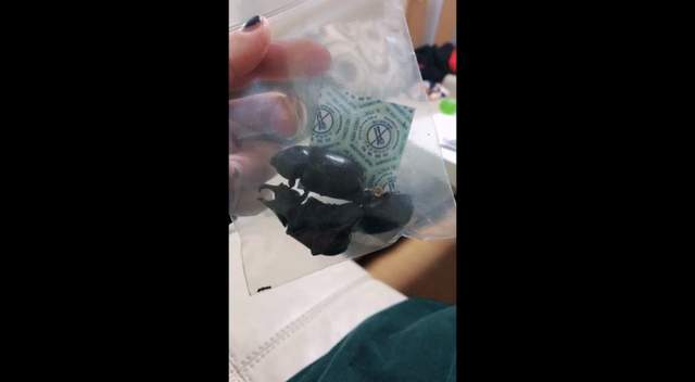 新女團《かみつき！MAD-DOG》出道會吃昆蟲　立刻被事務所資遣