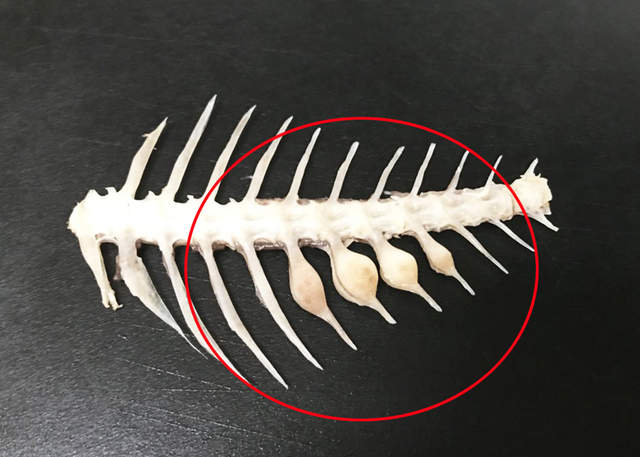 鯛魚美味的象徵《鳴門骨》也是鯛魚在險惡環境下努力的證據