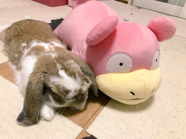 精靈寶可夢《慘遭兔兔騎乘處刑》呆呆獸～小火龍辛苦你們了（咦？）