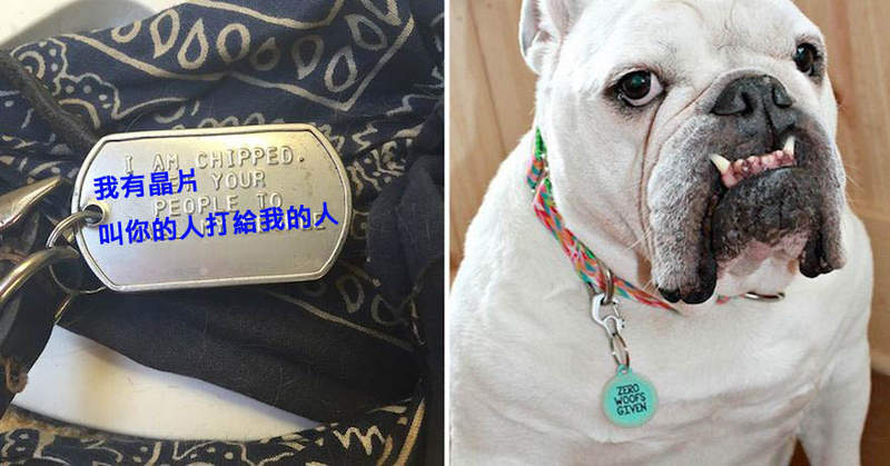 《動物的項圈吊牌》看出主人的個性有多差勁w 《動物的項圈吊牌》看出主人的個性有多差勁w