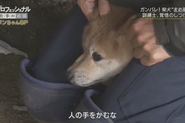虐待還是教育?《馴犬師鏡頭前打狗炎上》教不好就會被安樂死啊…… 虐待還是教育?《馴犬師鏡頭前打狗炎上》教不好就會被安樂死啊……