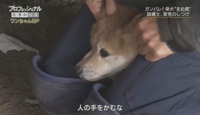 虐待還是教育？《馴犬師鏡頭前打狗炎上》教不好就會被安樂死啊……