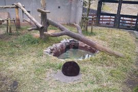 《亂入動物園的大黑貓》獸舍裡驚見的黑毛球讓人再次感受到貓科的習性❤ 《亂入動物園的大黑貓》獸舍裡驚見的黑毛球讓人再次感受到貓科的習性❤