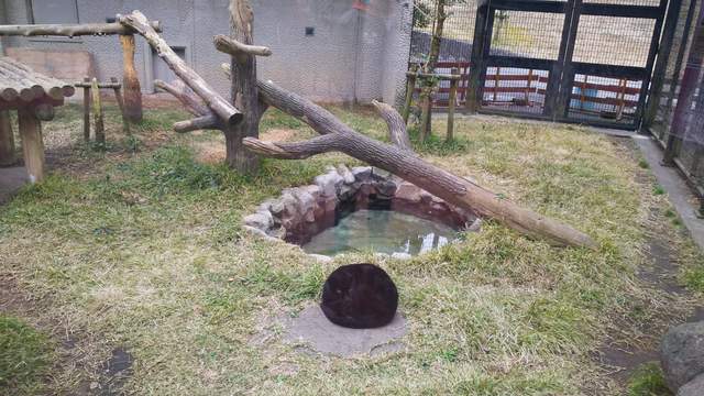 《亂入動物園的大黑貓》獸舍裡驚見的黑毛球讓人再次感受到貓科的習性❤ 《亂入動物園的大黑貓》獸舍裡驚見的黑毛球讓人再次感受到貓科的習性❤