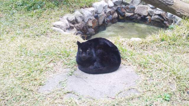 《亂入動物園的大黑貓》獸舍裡驚見的黑毛球讓人再次感受到貓科的習性❤ - 圖片4