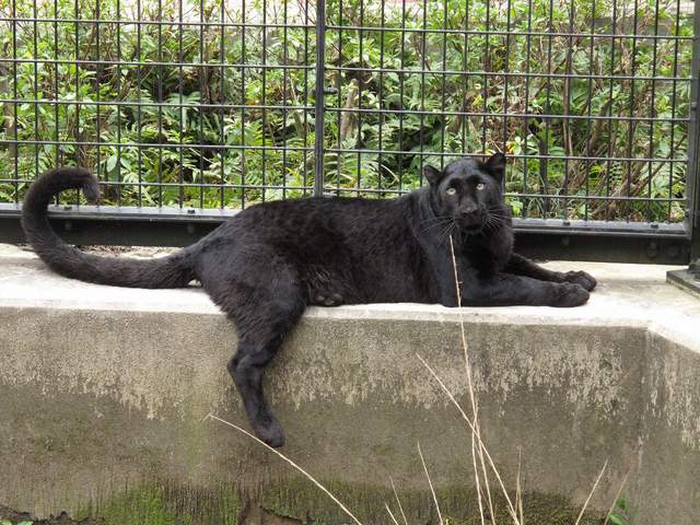 《亂入動物園的大黑貓》獸舍裡驚見的黑毛球讓人再次感受到貓科的習性❤ - 圖片6