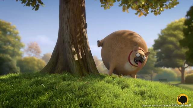 《圓滾滾野生動物》繼續各種動物圓滾滾～大家都彈來彈去也太可愛了