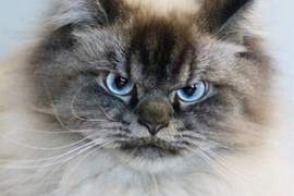 怒顏值滿點的《不爽貓》Merlin Ragdoll 霸氣又帥氣怎麼能讓人不愛牠 怒顏值滿點的《不爽貓》Merlin Ragdoll 霸氣又帥氣怎麼能讓人不愛牠