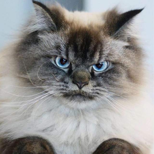 怒顏值滿點的《不爽貓》Merlin Ragdoll 霸氣又帥氣怎麼能讓人不愛牠 怒顏值滿點的《不爽貓》Merlin Ragdoll 霸氣又帥氣怎麼能讓人不愛牠