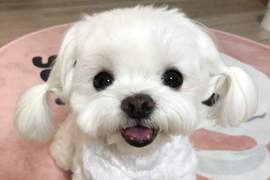 萌死人不償命《雙馬尾馬爾濟斯》水汪汪大眼搭配雙馬尾敲可愛~ 萌死人不償命《雙馬尾馬爾濟斯》水汪汪大眼搭配雙馬尾敲可愛~