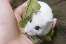 倉鼠又變和菓子了《倉鼠柏餅》鼠鼠怎麼看起來怎麼都那麼好吃啊(口水 倉鼠又變和菓子了《倉鼠柏餅》鼠鼠怎麼看起來怎麼都那麼好吃啊(口水