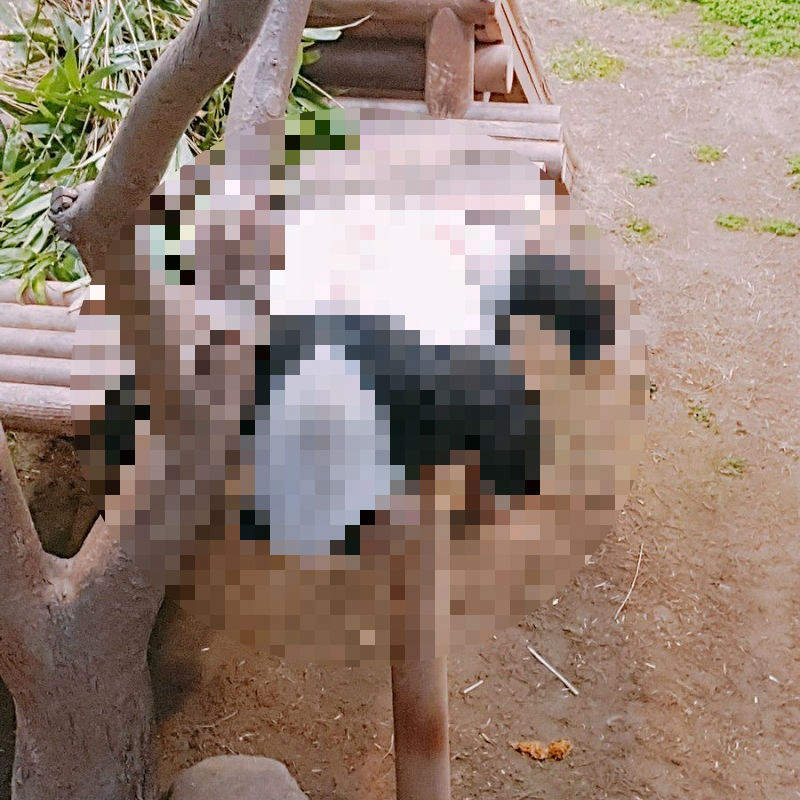 愛寶樂園的《熊貓睡姿》在推特上爆紅　超像一塊融化的年糕♥