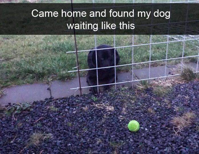 《狗狗Snapchat》各種可愛舉動讓人忍不住一看再看