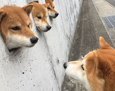 還記得牆壁洞裡的三隻柴柴嗎?《島原三柴》這裡成為另類朝聖點啦www 還記得牆壁洞裡的三隻柴柴嗎?《島原三柴》這裡成為另類朝聖點啦www