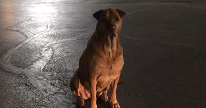 根本狗界影帝《裝成流浪狗的家犬》飼主上網呼籲大家別傻傻上當w 根本狗界影帝《裝成流浪狗的家犬》飼主上網呼籲大家別傻傻上當w