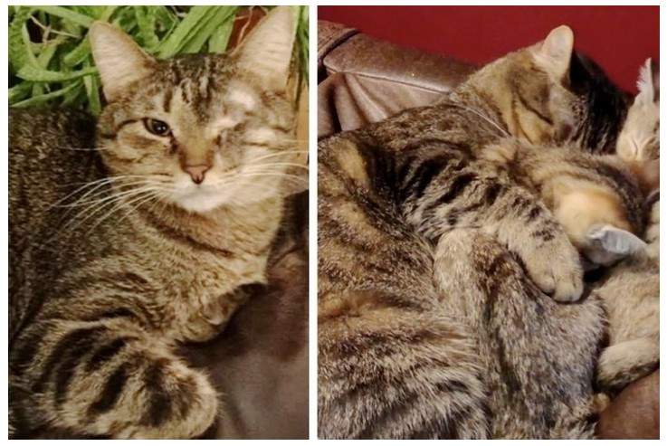 《暫時照顧一隻眼睛的貓》沒想到貓咪有自己的打算