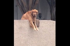 洛杉磯《人氣犬Riley》自己丟球找路人陪他玩的聰明狗狗 洛杉磯《人氣犬Riley》自己丟球找路人陪他玩的聰明狗狗