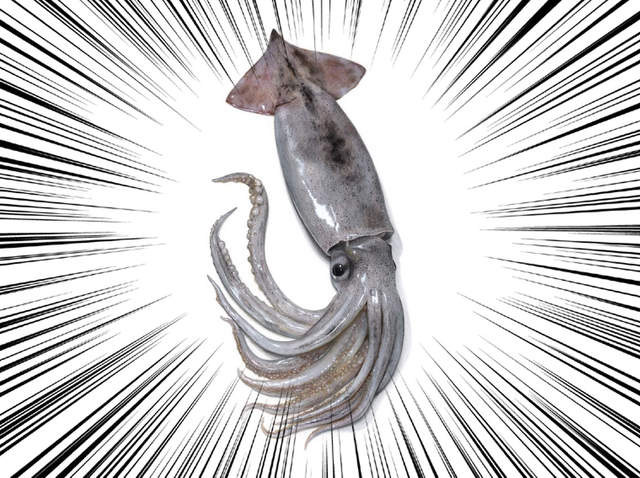 《超逼真魷魚繪圖》活跳跳就跟現撈的一樣