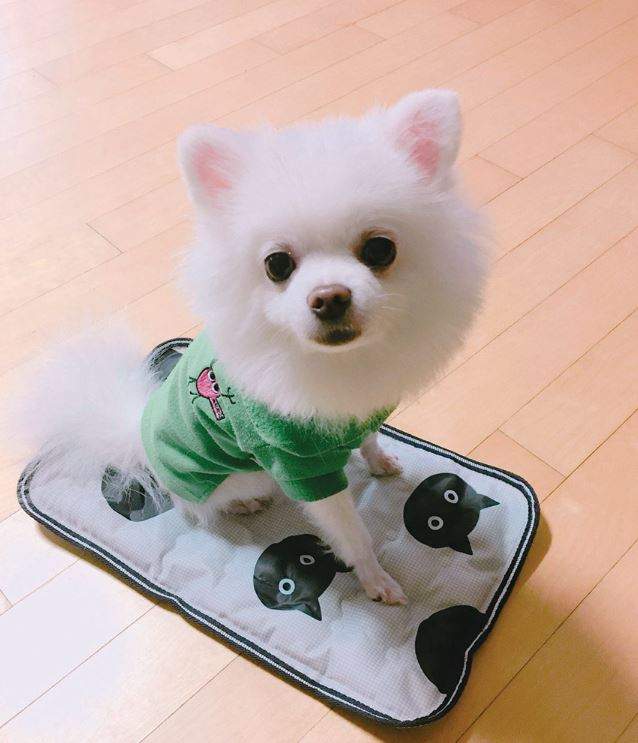 萌到閃閃發光《穿新衣的狗狗》連包包都自己背好背滿