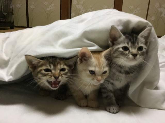 來去喵家住一晚《日本貓旅館》結合貓咖啡廳的貓型住宿設施 來去喵家住一晚《日本貓旅館》結合貓咖啡廳的貓型住宿設施