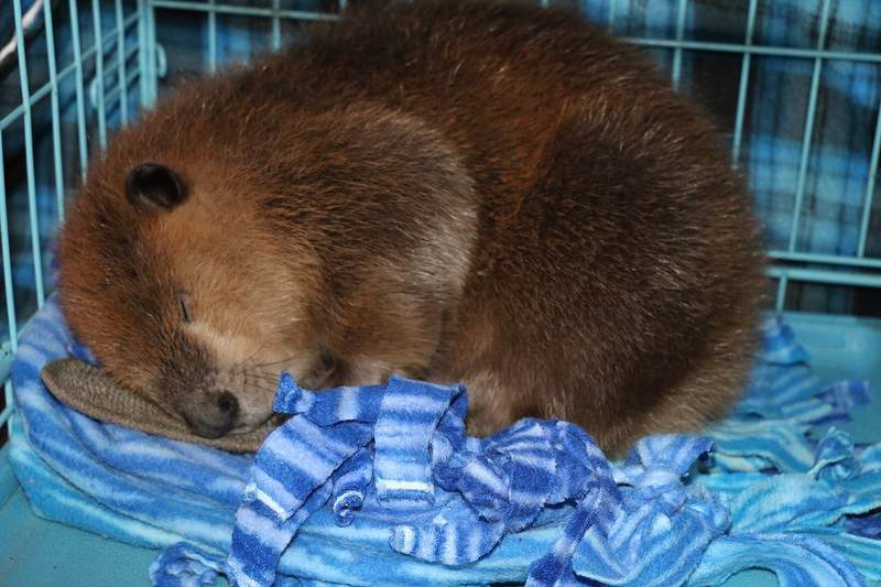 《被救援的海狸》在家裡開始蓋水壩 這是想要報恩嗎? 《被救援的海狸》在家裡開始蓋水壩 這是想要報恩嗎?