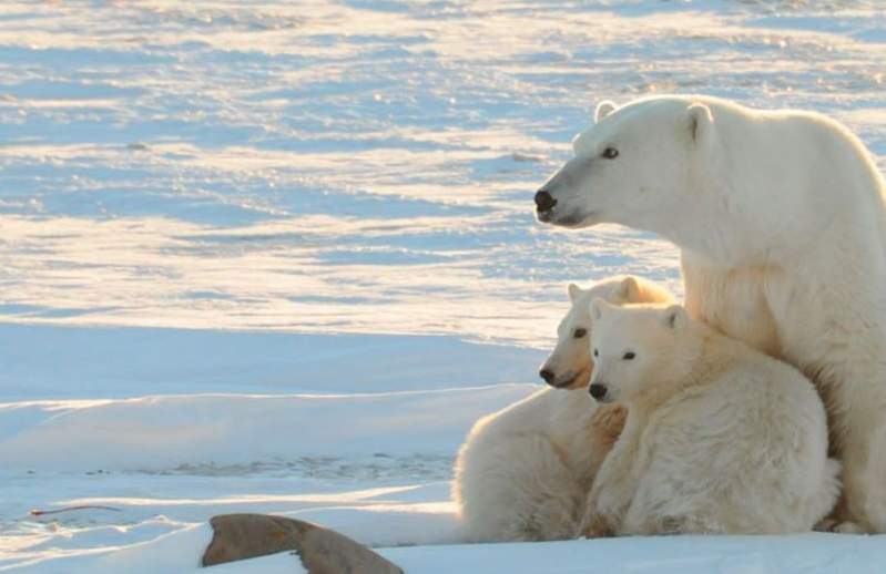 聞香而來的《北極熊》探頭進廚房:「你們在吃什麼好料呀?」船員慷慨分享徒手餵食超暖心 聞香而來的《北極熊》探頭進廚房:「你們在吃什麼好料呀?」船員慷慨分享徒手餵食超暖心