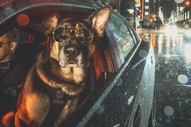 加拿大溫哥華《警犬超帥年曆》你們以為是在拍電影嗎? 加拿大溫哥華《警犬超帥年曆》你們以為是在拍電影嗎?