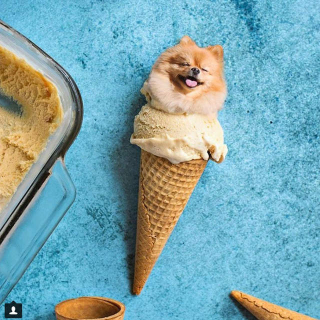 隱身食物裡的狗狗《Dogs In Food》原來我養了一隻炸雞...