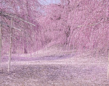 《櫻花.梅花.桃花的分辨法》一張圖教你簡單分辨當中差異 《櫻花.梅花.桃花的分辨法》一張圖教你簡單分辨當中差異