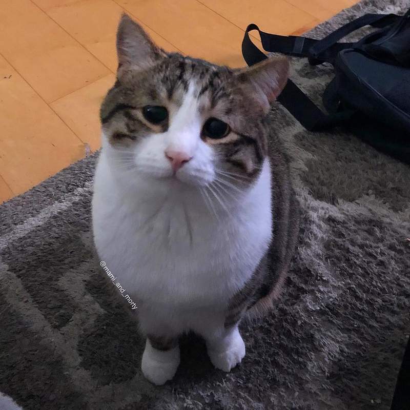 看起來滿肚子委屈的《哀愁貓》看起來有點可憐的模樣讓人好想摸摸抱抱噢～