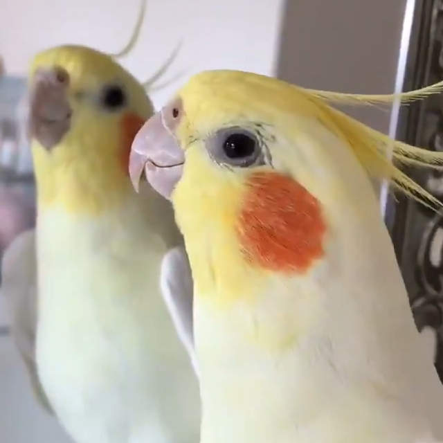 搖頭晃腦《繪師家的鸚鵡日常》一起來唱陸行鳥之歌吧~ 搖頭晃腦《繪師家的鸚鵡日常》一起來唱陸行鳥之歌吧~