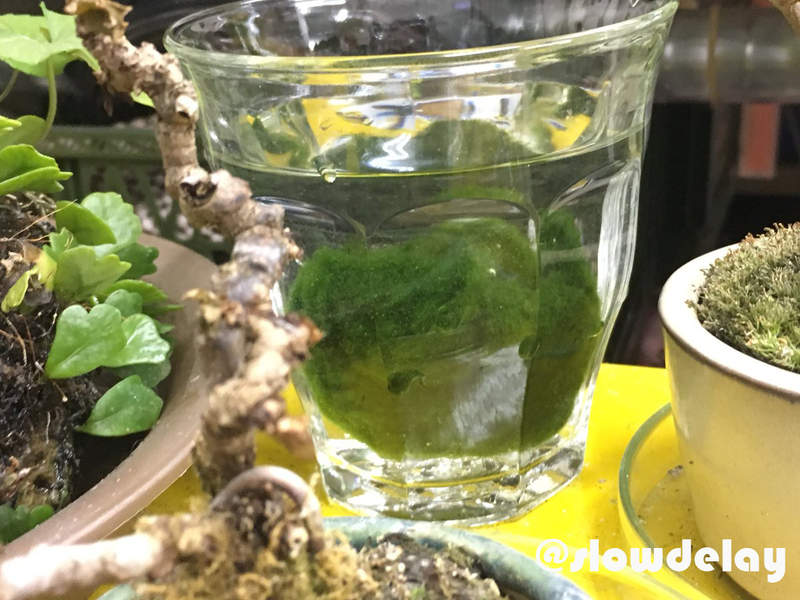 悲劇《細心培育綠藻球的結果》換水換了6年才發現綠藻球殘酷的真相...