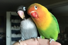 相愛的《彩色與黑白鳥情侶》生下的四隻鳥寶寶也太可愛了♥ 相愛的《彩色與黑白鳥情侶》生下的四隻鳥寶寶也太可愛了♥