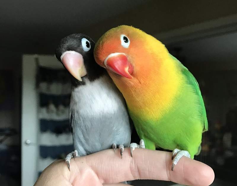 相愛的《彩色與黑白鳥情侶》生下的四隻鳥寶寶也太可愛了♥   相愛的《彩色與黑白鳥情侶》生下的四隻鳥寶寶也太可愛了♥