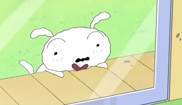 跟貓與狗玩《惡作劇》 狗狗萌傻萌傻的樣子超可愛